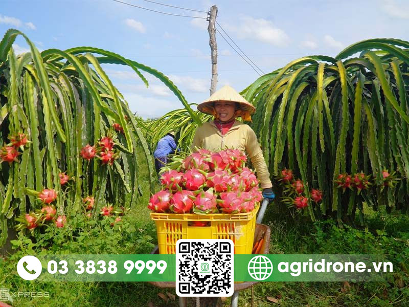 Vườn thanh long Bình Thuận & bí quyết chăm sóc cây trồng 3 Vườn thanh long Bình Thuận
