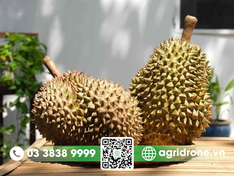 xu ly sau rieng chua chin 3