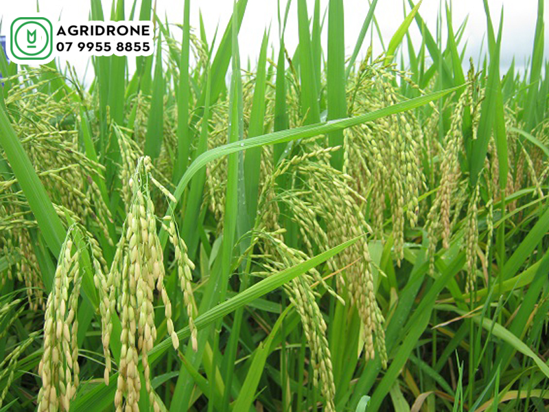 Giống lúa thuần HT1: Đặc điểm giống & kỹ thuật trồng