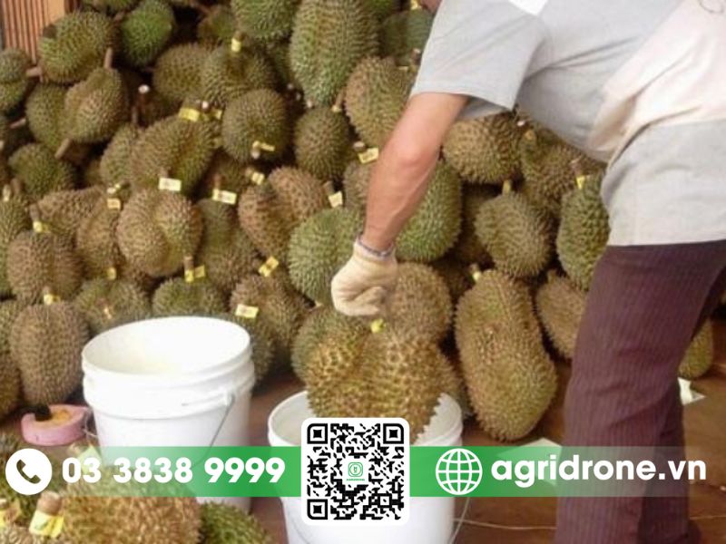 Ưu điểm và hạn chế của việc sử dụng thuốc nhúng sầu riêng