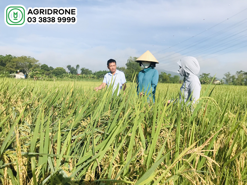 giong lua HKT99 2