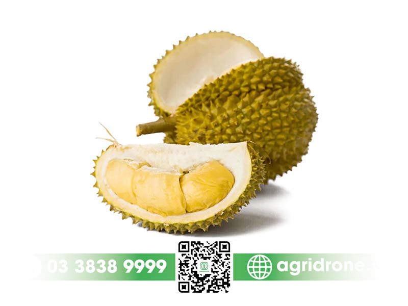 sau rieng dona 03