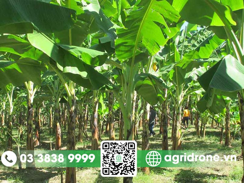 Tổng hợp các phương pháp bón phân cho chuối đạt năng suất cao