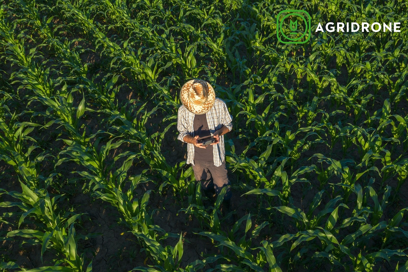 bigstock Corn Farmer With Drone Remote 308047477