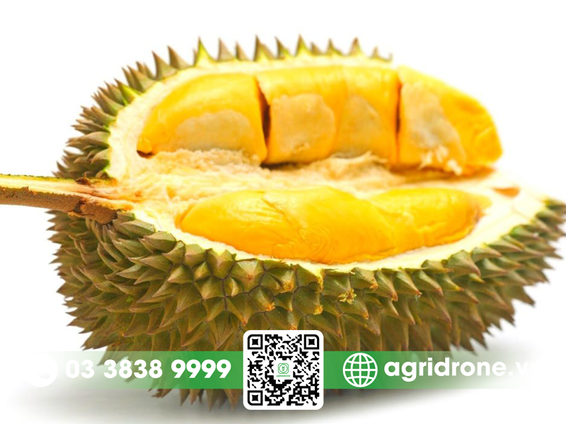 sau rieng o dau ngon nhat 2