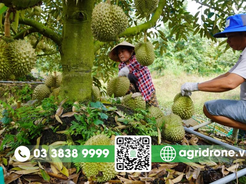 Kỹ thuật chăm sóc sầu riêng đúng cách giúp tăng năng suất 4 Thu hoạch và bảo quản sầu riêng đúng cách