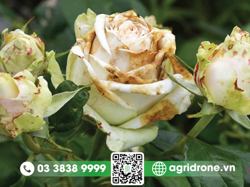 Bệnh mốc xám gây hại hoa hồng