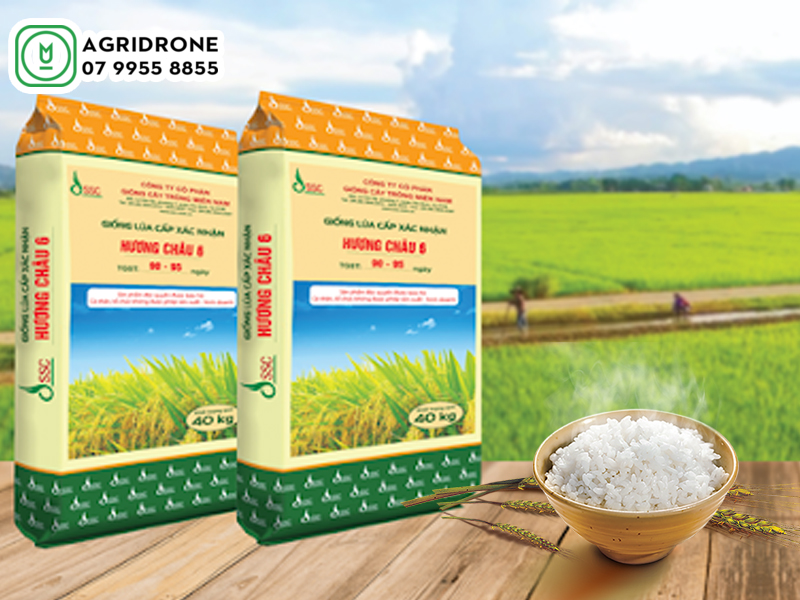 Đặc tính giống lúa Hương Châu 6 & thời gian sinh trưởng
