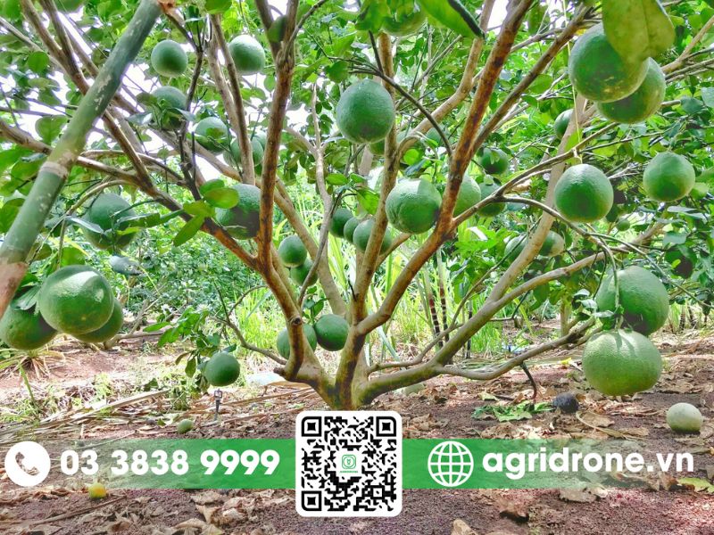 Các phương pháp bón phân cho bưởi luôn khỏe và trĩu quả 1 Các loại phân bón cần thiết cho cây bưởi