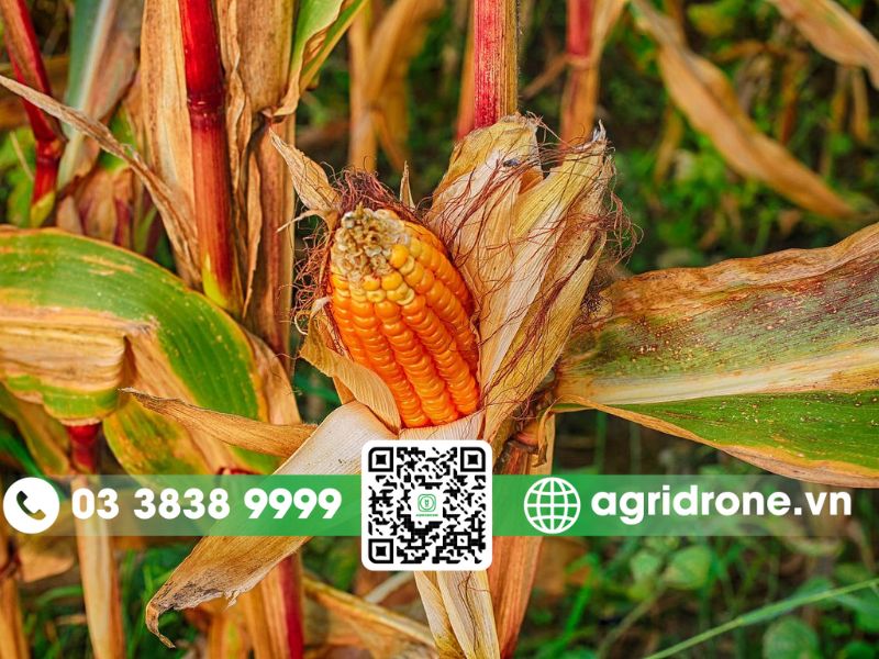 Các loại sâu bệnh hại chính trên cây ngô