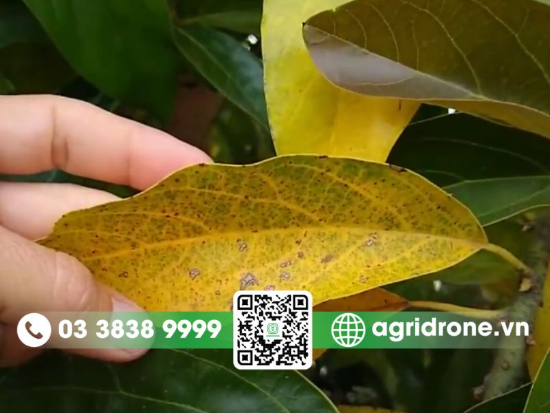 Cách bắt bệnh cây bơ bị vàng lá qua từng biểu hiện