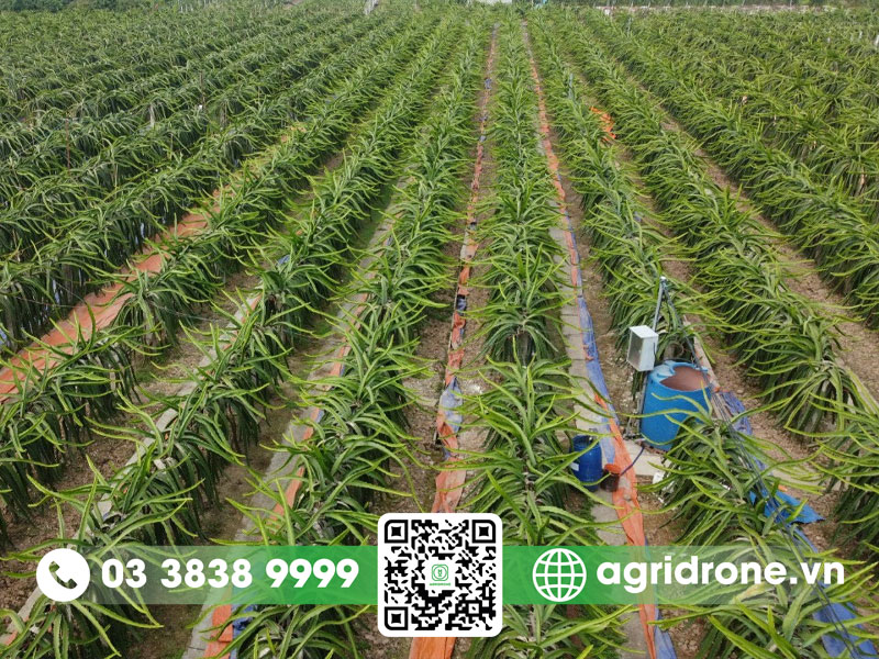 Cách chăm sóc cây thanh long hiệu quả