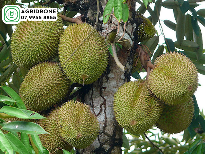 Cây sầu riêng Musang King nguồn gốc, đặc điểm, kỹ thuật trồng