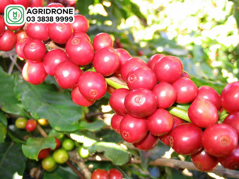 ca phe Robusta 3