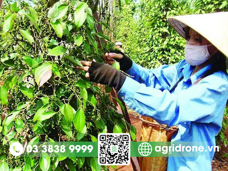 kích thích ra hoa cho cây hồ tiêu