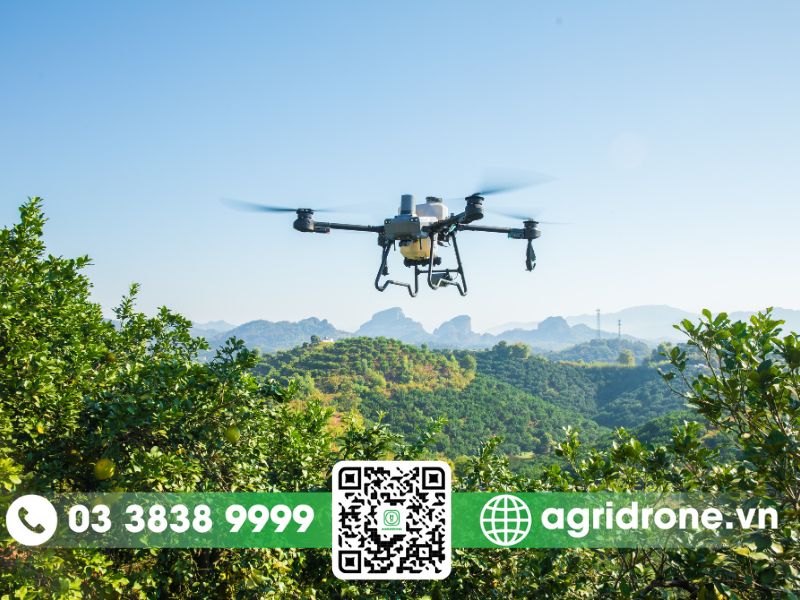 Máy bay phun thuốc cho cây Cam, Quýt giúp phòng trừ sâu bệnh