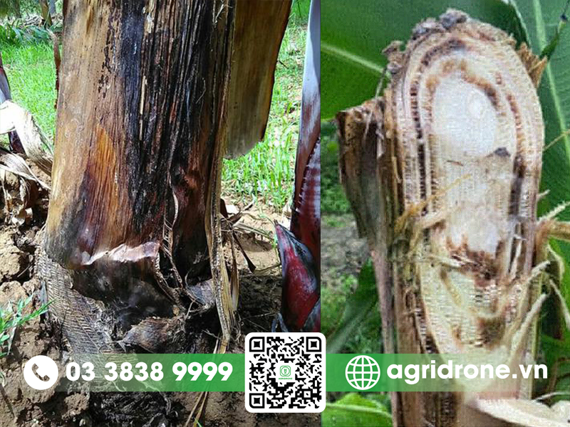 Bệnh thối thân trên cây chuối