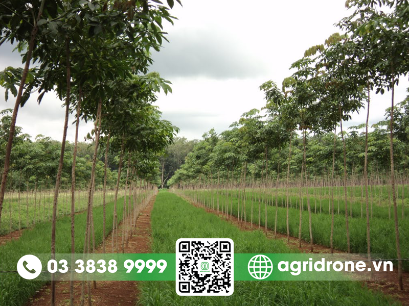 Khoảng cách trồng cây cao su phù hợp