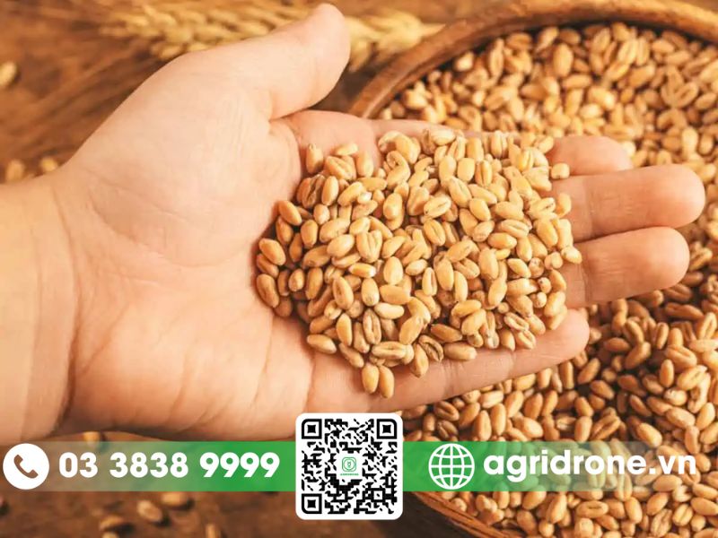 Hướng dẫn lựa chọn và sử dụng giống lúa phù hợp 