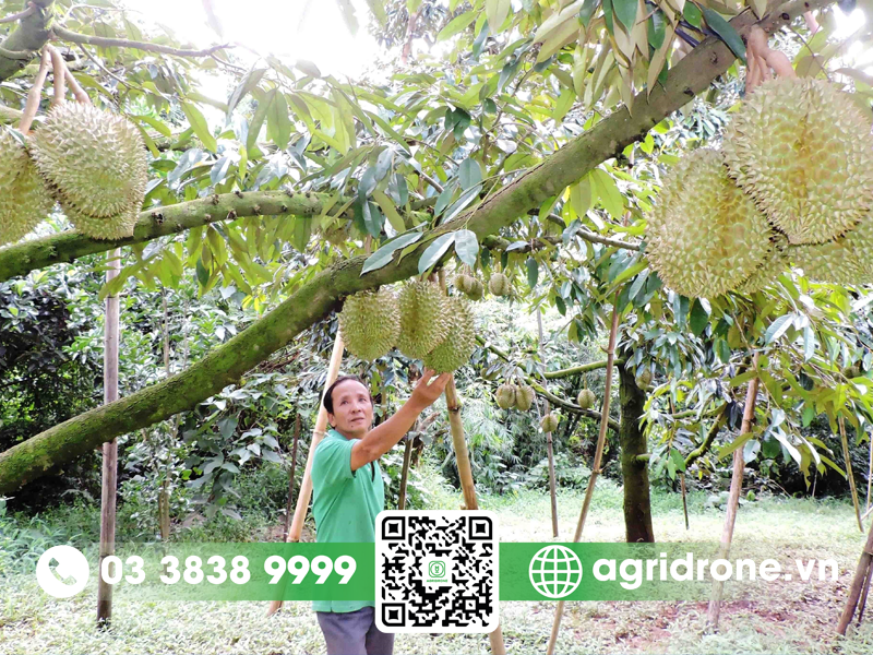 dien tich trong sau rieng Viet Nam 3