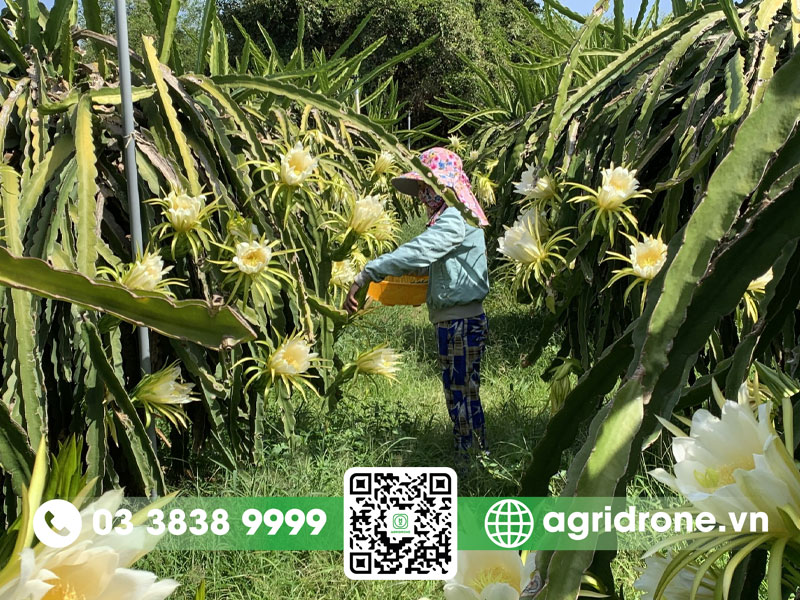 Hoa thanh long nở khi nào? 3 Hoa thanh long nở khi nào?
