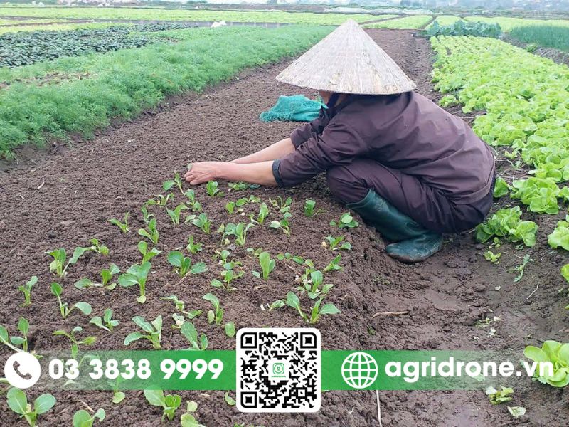 Trồng gì trong vụ hè thu miền Nam để đạt hiệu quả kinh tế cao nhất? 4 Rau màu các loại