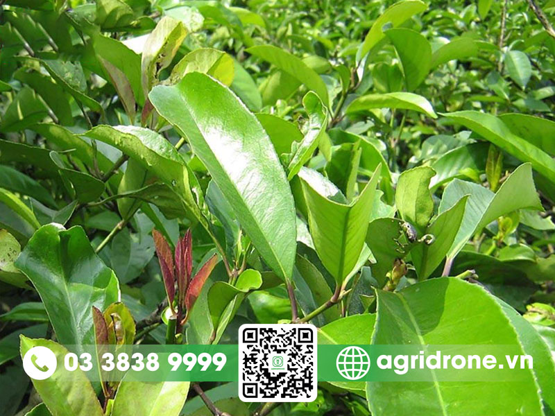 Cây chè đắng: Nguồn gốc, đặc điểm và giá trị kinh tế
