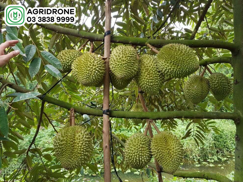sau rieng chuong bo 3