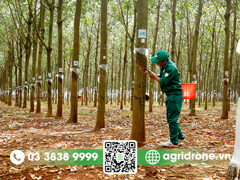 Cây cao su thu hoạch được bao nhiêu năm?