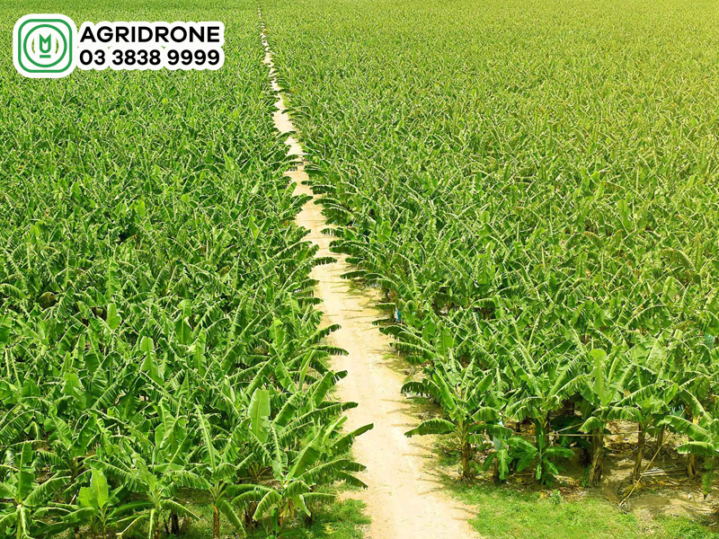 re cay chuoi 1