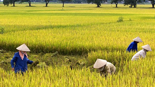 Sản lượng thu hoạch vụ đông xuân tại đồng bằng sông Cửu Long 2019-2020
