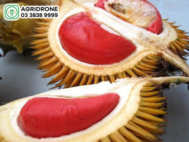 Giá sầu riêng ruột đỏ hôm nay bao nhiêu?