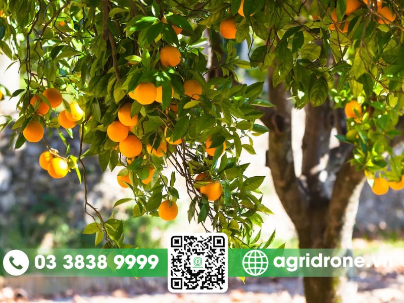 Các giống cam hiện nay ngon, dễ trồng và cho năng suất cao