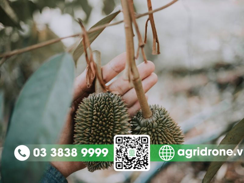 Kỹ thuật chăm sóc sầu riêng đúng cách giúp tăng năng suất