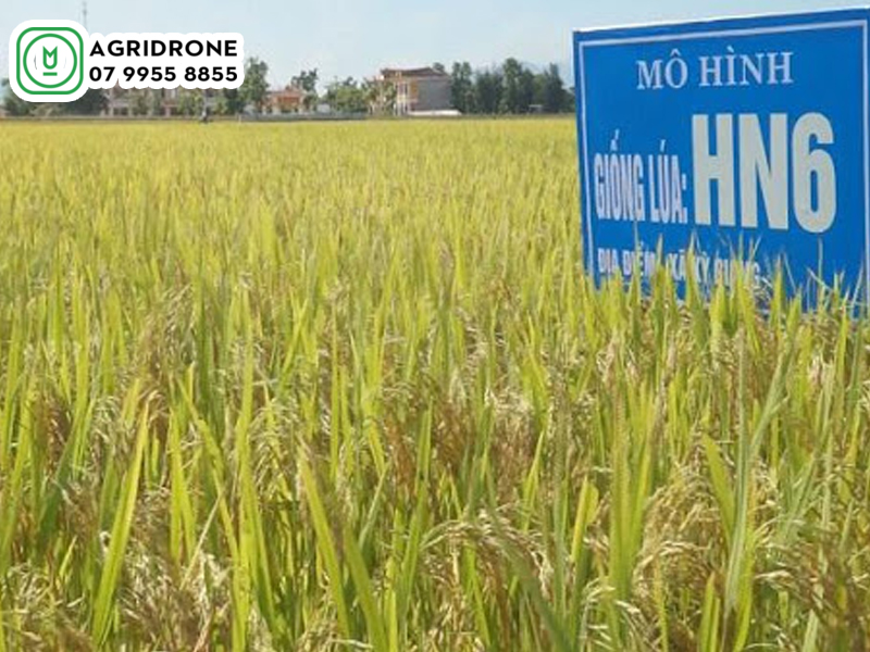 Giống lúa HN6: Đặc điểm giống & kỹ thuật canh tác