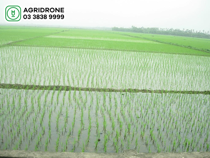 ky thuat bon lot cho lua 02