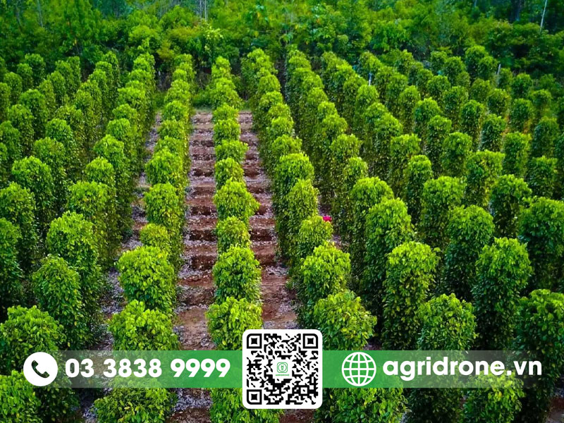 Hồ tiêu Phú Quốc: Đặc điểm và phân loại và cách trồng 3 Hồ tiêu Phú Quốc
