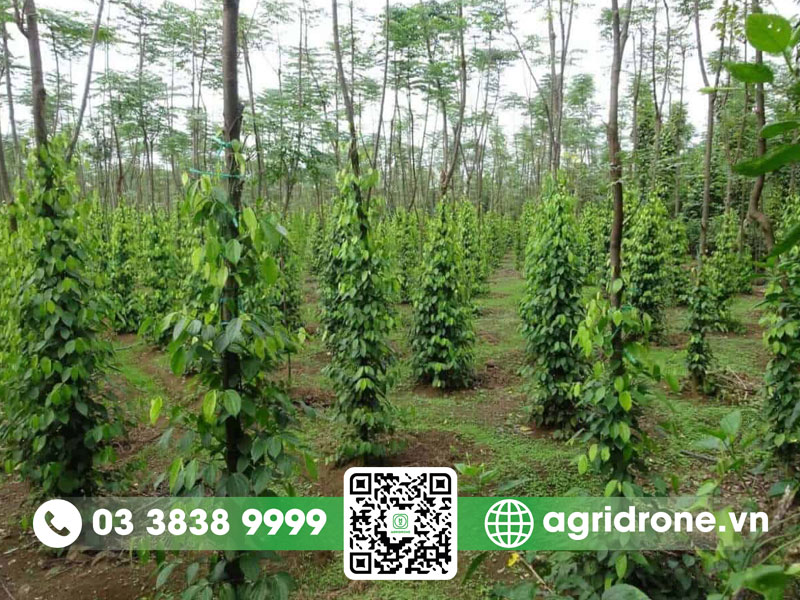 Cách chăm sóc tiêu mới trồng đạt năng suất vượt trội