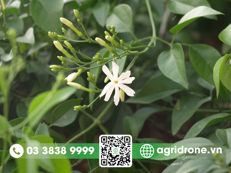 Tác dụng của cây chè vằng: Lợi ích sức khỏe và kinh tế