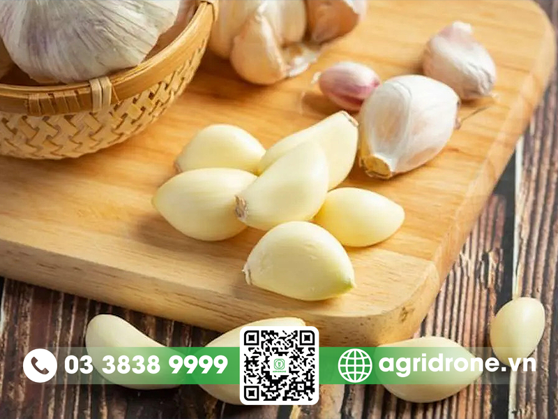 cach-diet-bo-tri-hieu-qua-nhat-2