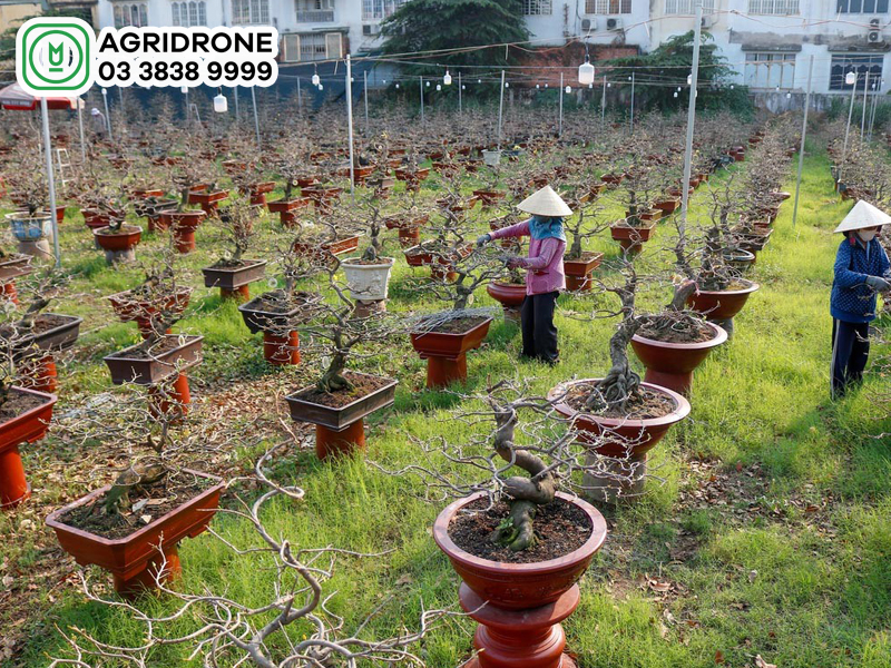 Cách bón phân cho cây mai đạt hiệu quả cao