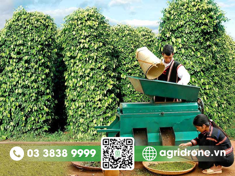 Cây hồ tiêu ở Tây Nguyên: Thách thức, cơ hội & giải pháp
