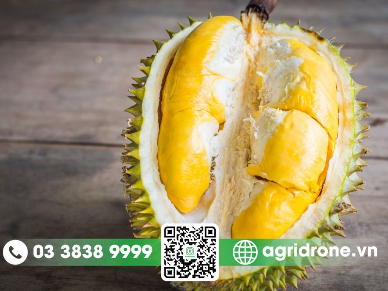 Hiện tượng sầu riêng bị sượng là gì?