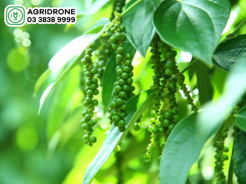 Giá hồ tiêu hôm nay bao nhiêu?