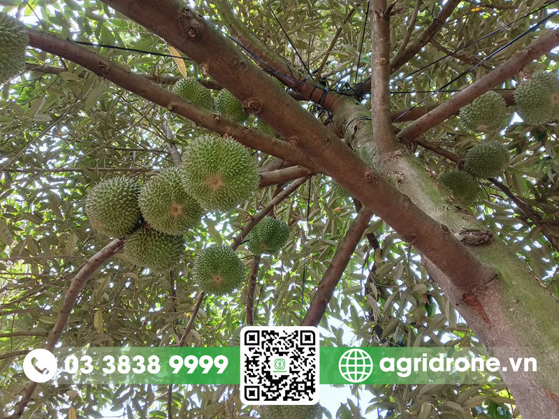 Giống sầu riêng Black Thorn vì sao được ưa chuộng hiện nay?