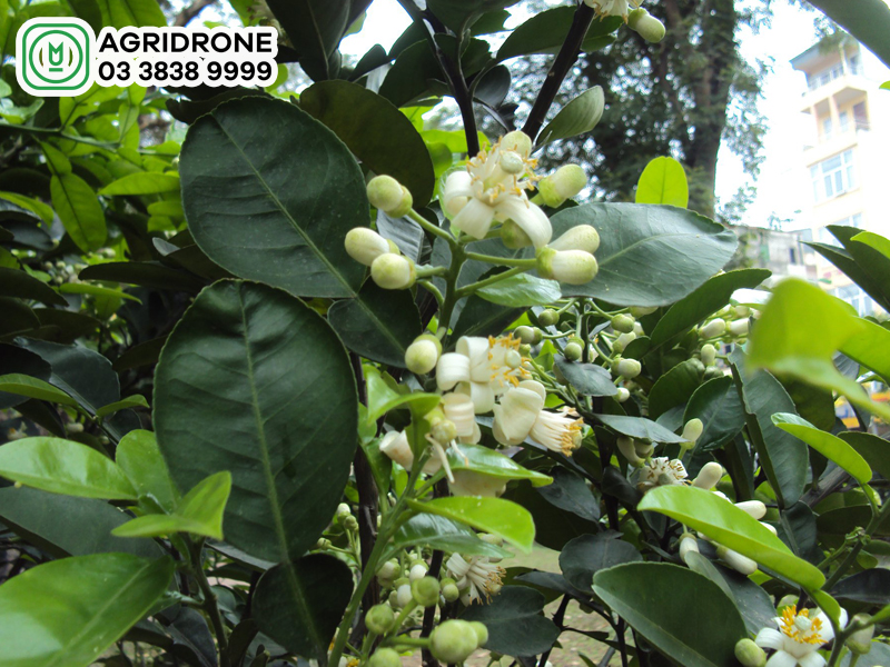 phan bon la amino acid 02