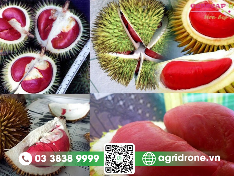 Sầu riêng ruột đỏ là gì?