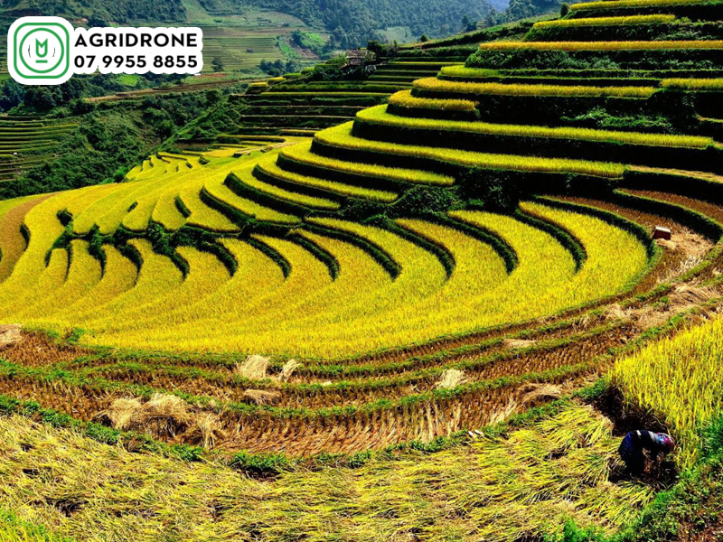 Máy bay phun thuốc Điện Biên