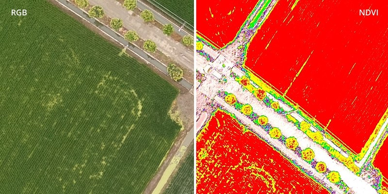Chuyen-doi-thoi-gian-thuc-giua-hinh-anh-NDVI-va-hinh-anh-RGB