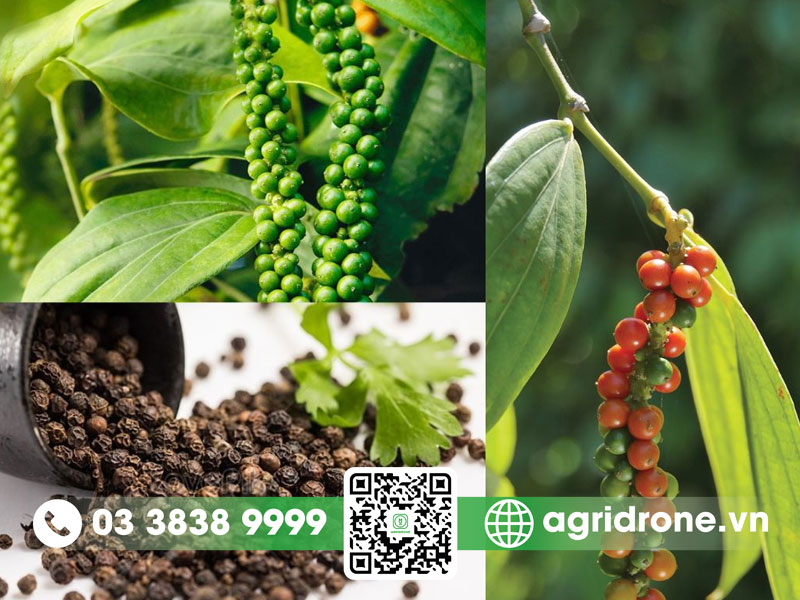 Nguồn gốc cây hồ tiêu: lịch sử và quá trình phát triển